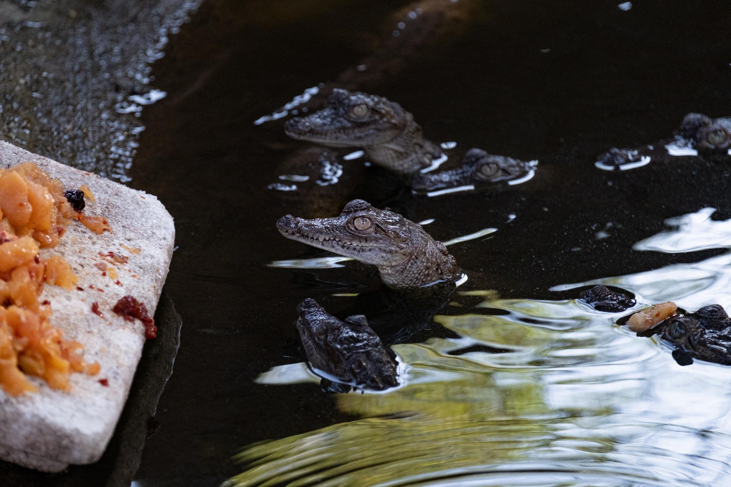 La Ventanilla: A window to coexisting with Crocodiles  - Crocodylus acutus hatchlings remain in captivity until they are large enought to be released into...