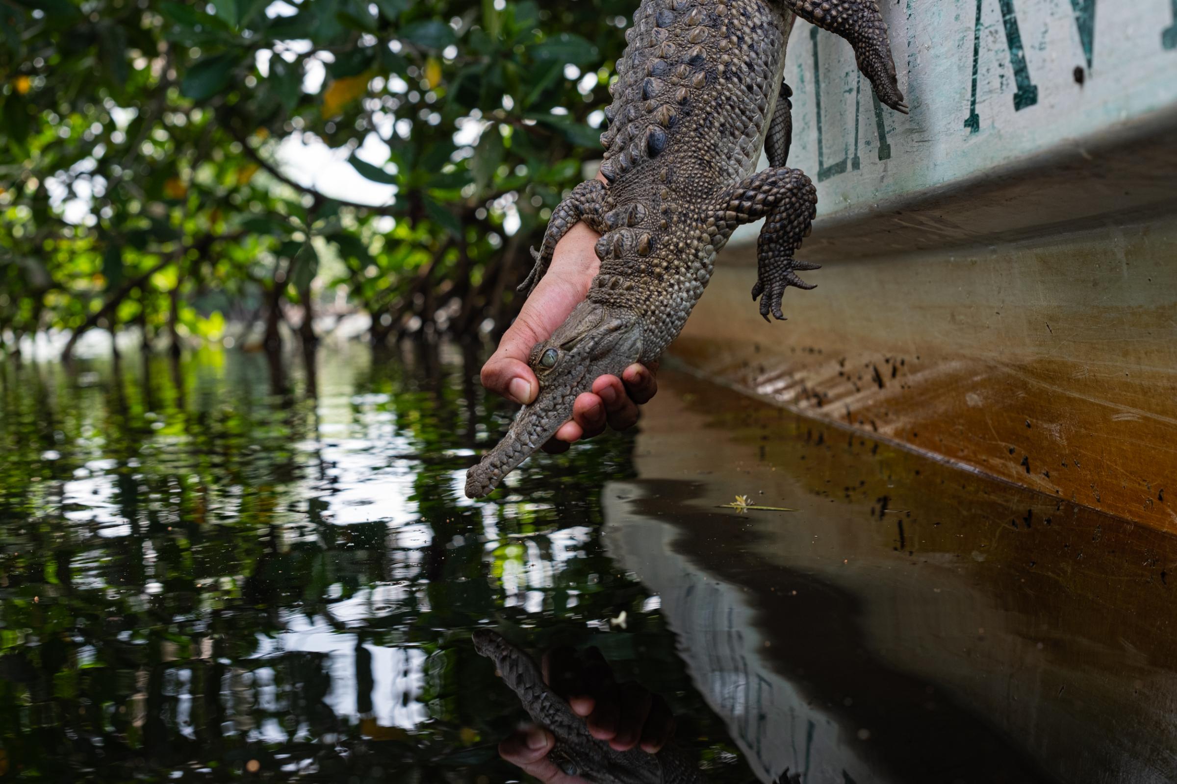 La Ventanilla: A window to coexisting with Crocodiles  - A crocodile being released into the wild.  Markus Martinez Burman