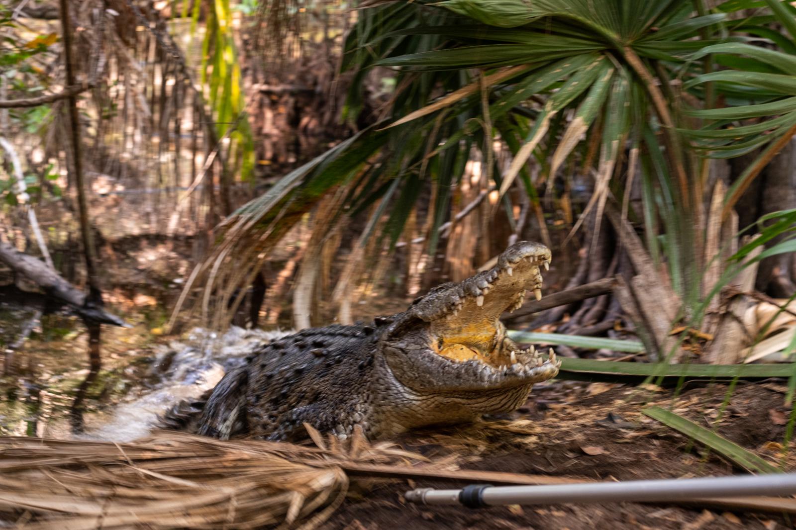 La Ventanilla: A window to coexisting with Crocodiles  - A nesting crocodile charges forward to defend its territory during a crocodile monitoring...