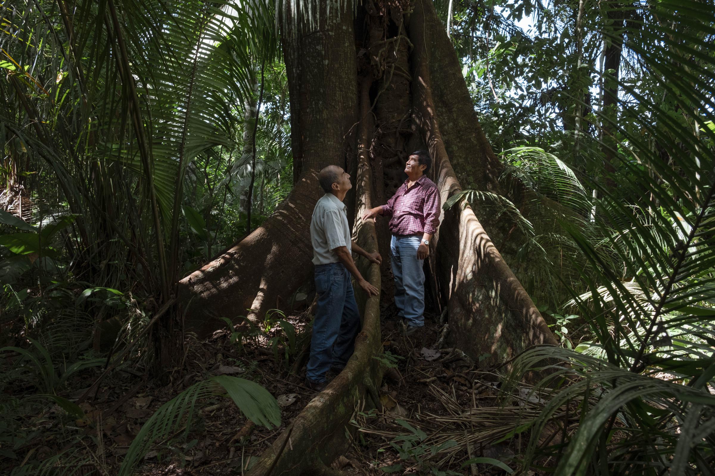 Paradise lost: Inside Peru's emergency zone for NBC News - Portrait of Victor Zambrano and Demetro Pacheco with an Oj&eacute; tree also known as Ficus...