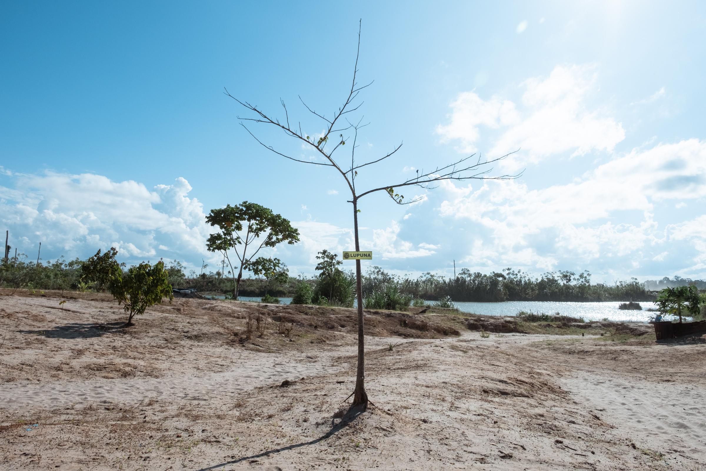 Illegal Gold Mining in La Pampa - A young Lupuna tree, believed to be sacred and considered...