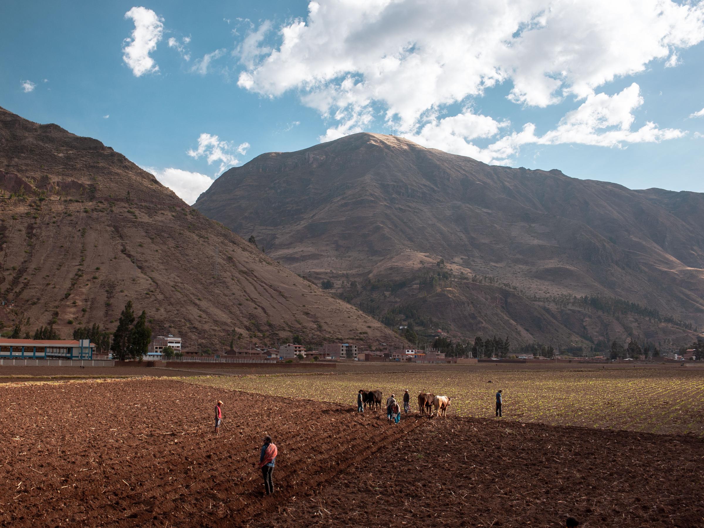 Qutiy, Returning to the Land - Vista general de la siembra en el Valle Sagrado de los...