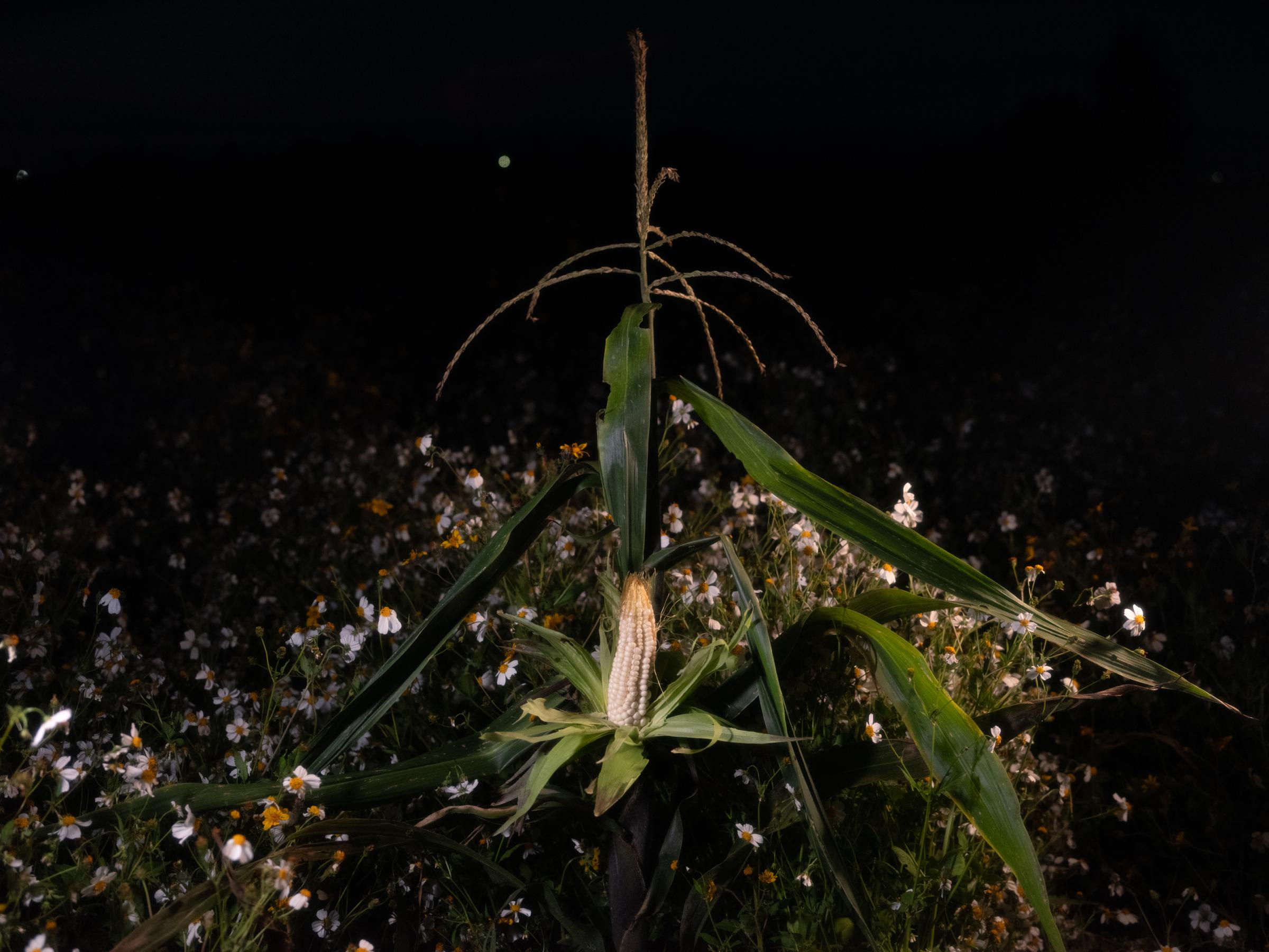 Returning to the Land - Ixtenco, Tlaxcala, Mexico 2023. A corn plant with a ripe...
