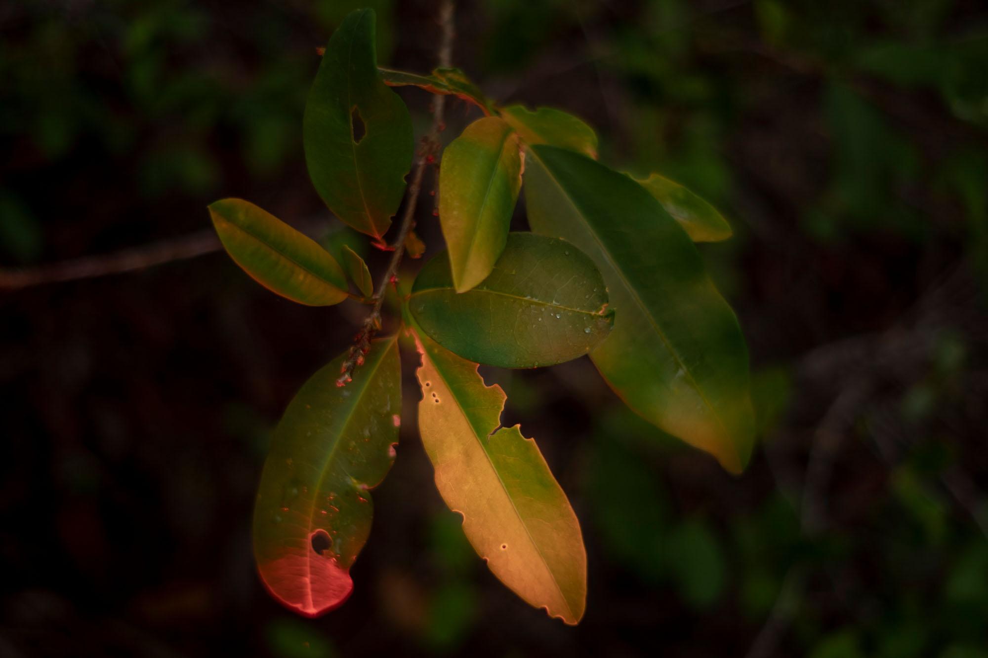 Kakataibo, voices from the forest - Detail of coca leaves from an illegal plantation that...