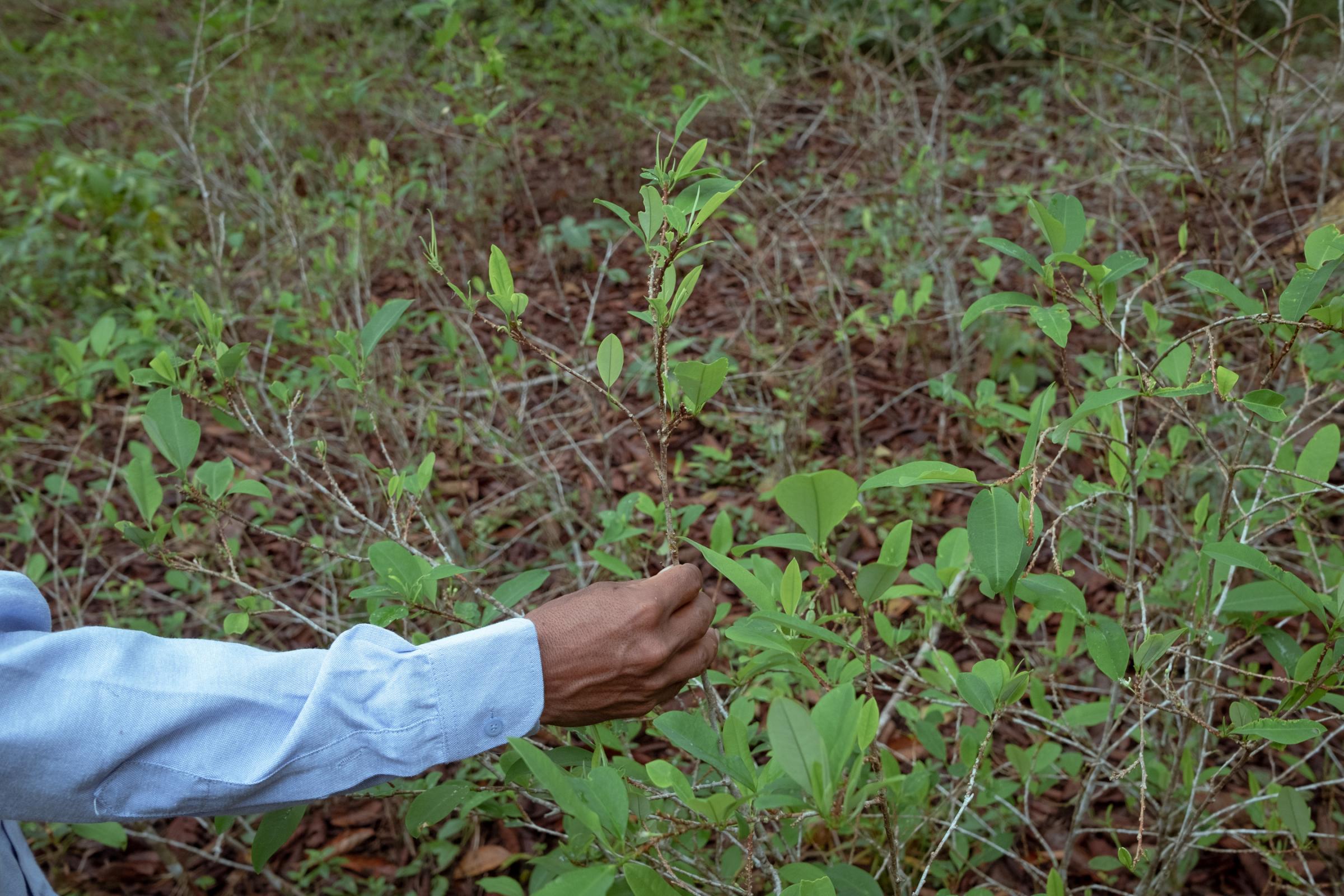 Kakataibo, voices from the forest - Coca leaves from an illegal plantation that drug...
