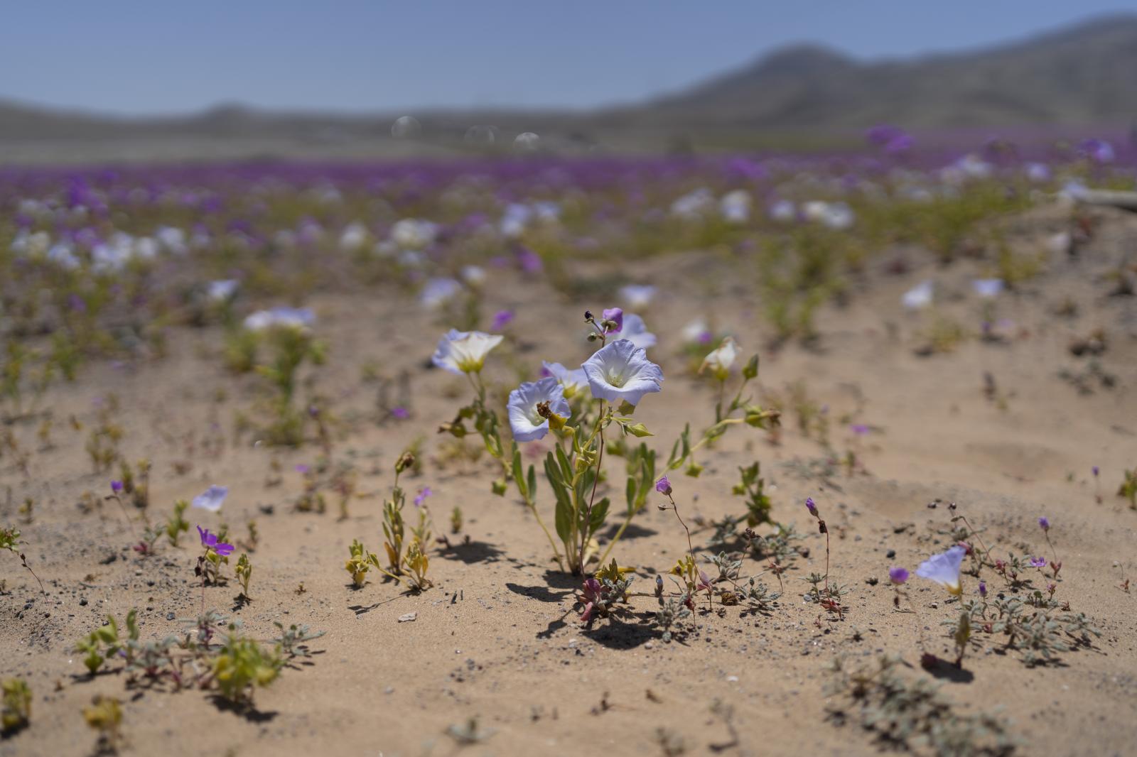 The Guardian: How a desert bloomed in the driest place on Earth