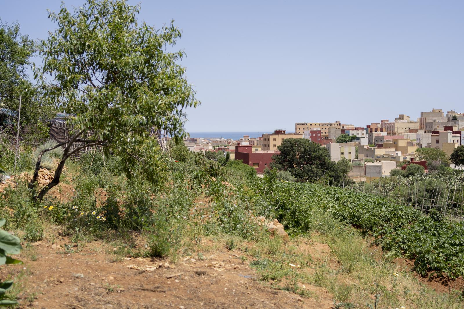 El huerto de Farida en su casa ...Melilla. El 17 de mayo de 2022.