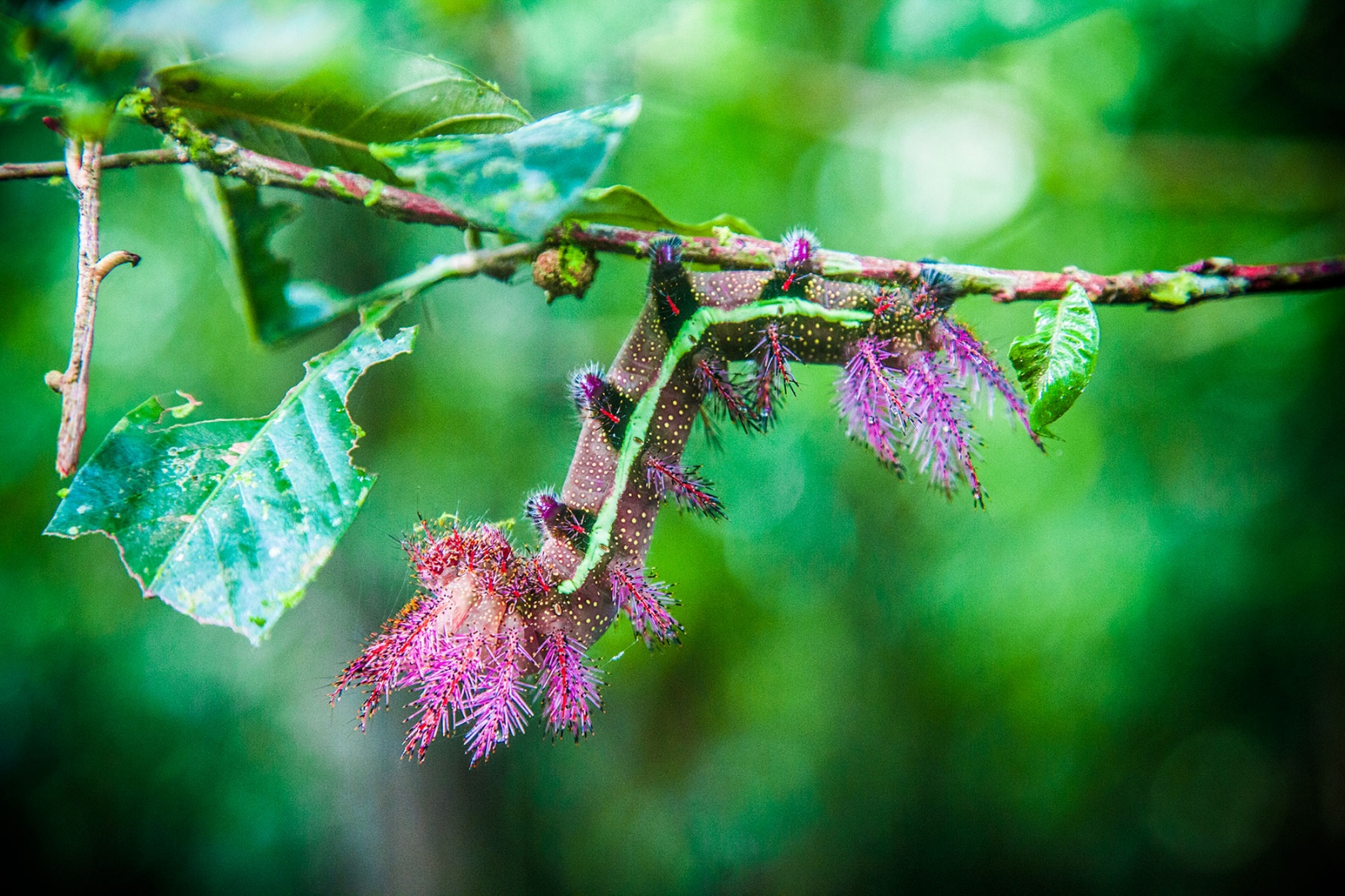The Matses -   Caterpillar.  A purple-haired caterpillar is seen in...