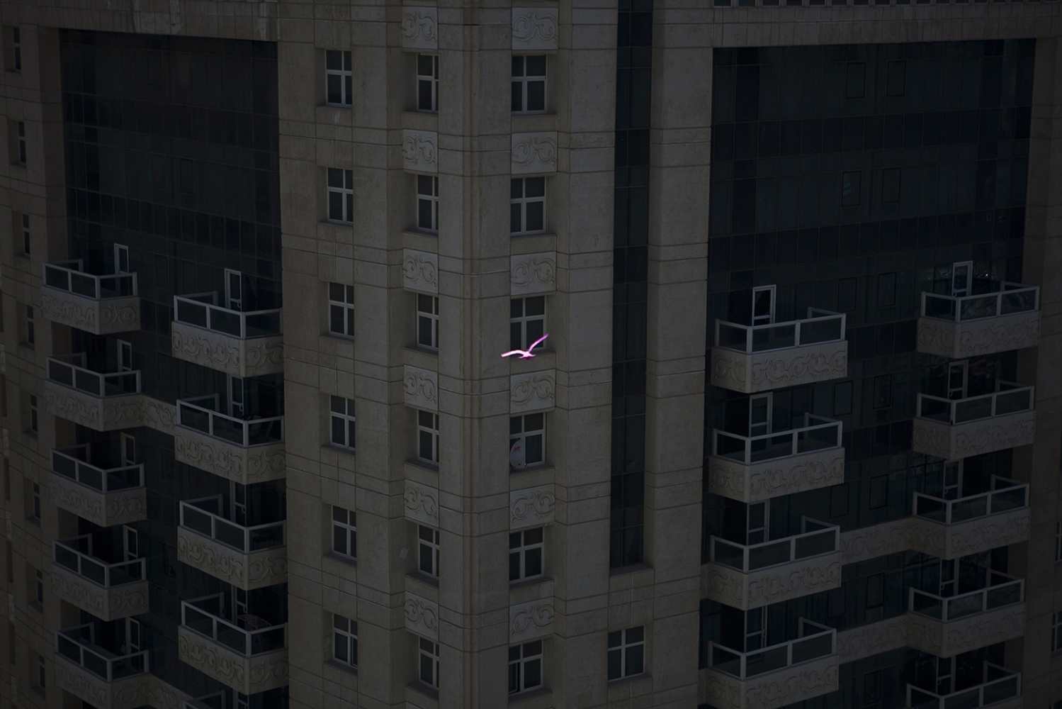  DOHA, QATAR- 20 FEBRUARY 2014 A pink coloured pigeon flies between buildings. Photo by Natalie Naccache/Getty Image Reportage/ Magnum Foundation/Prince Claus Fund/ AFAC 