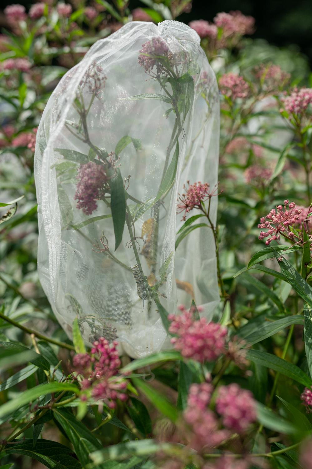 I Will See You Tomorrow  - Butterfly milkweed is contained in a net to prevent...