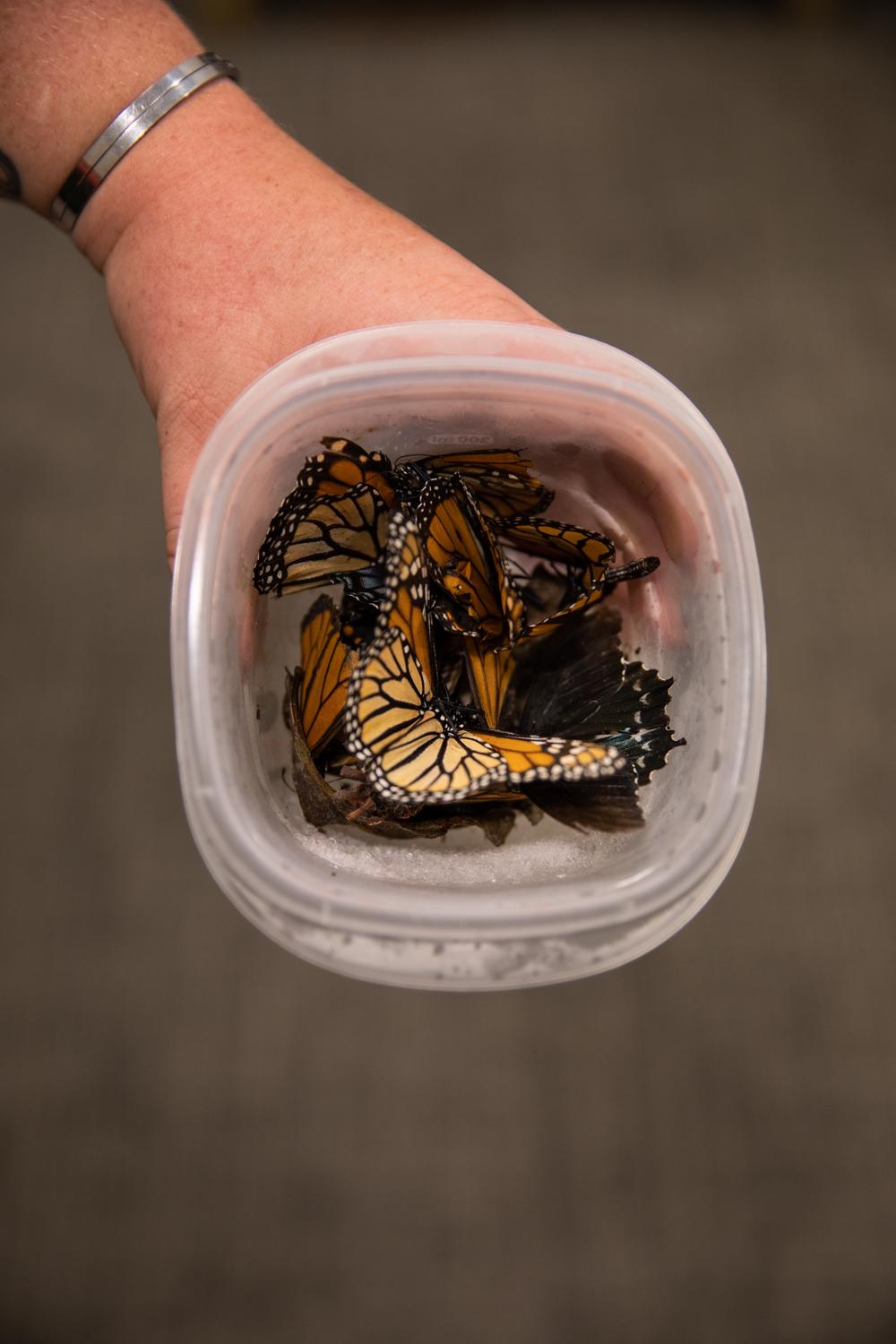 I Will See You Tomorrow  - Alicia Miller holds a container with dead butterflies at...