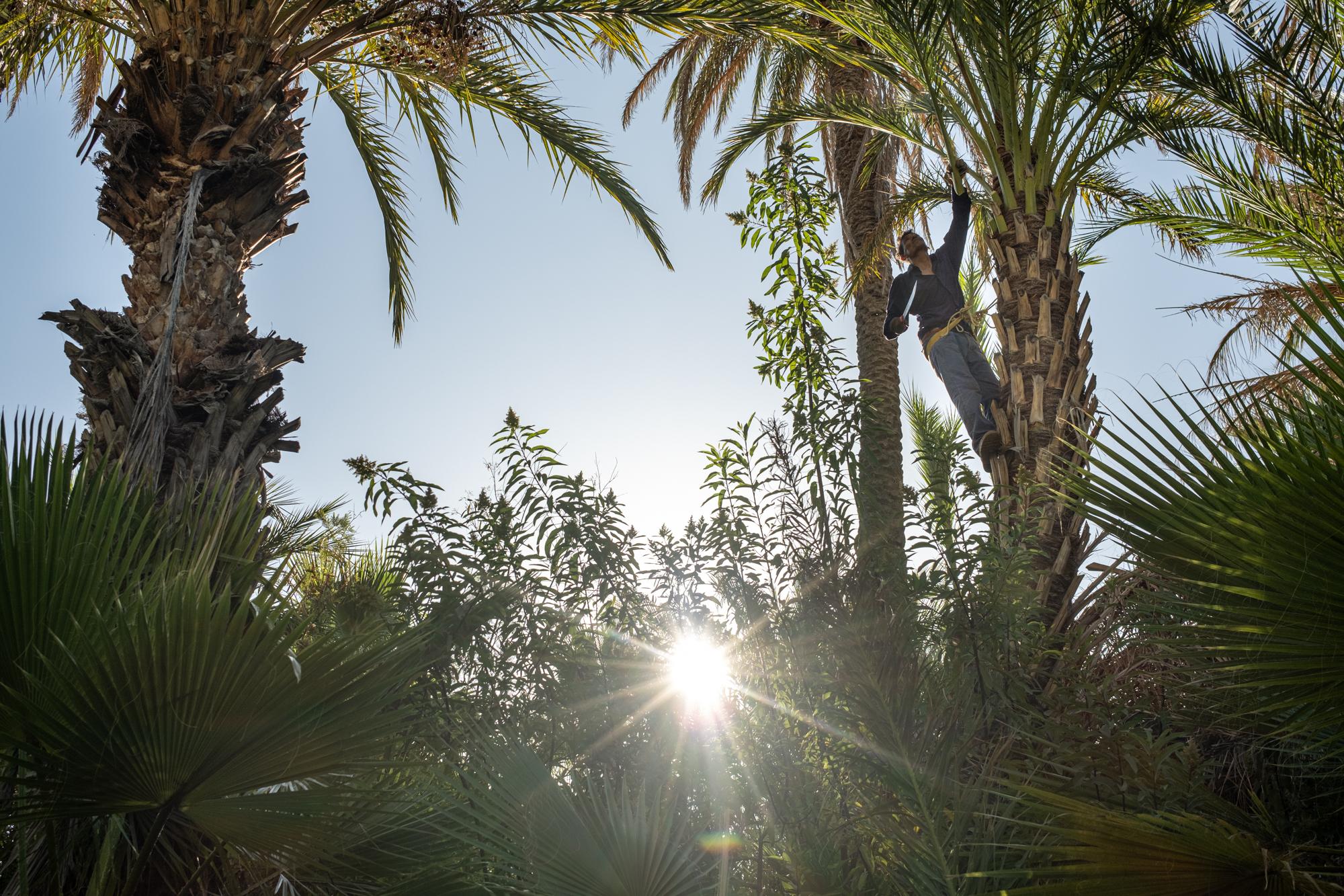 Until We Are Gone  - Miguel Murillo cuts palms in San Jose de Gracia, Baja...