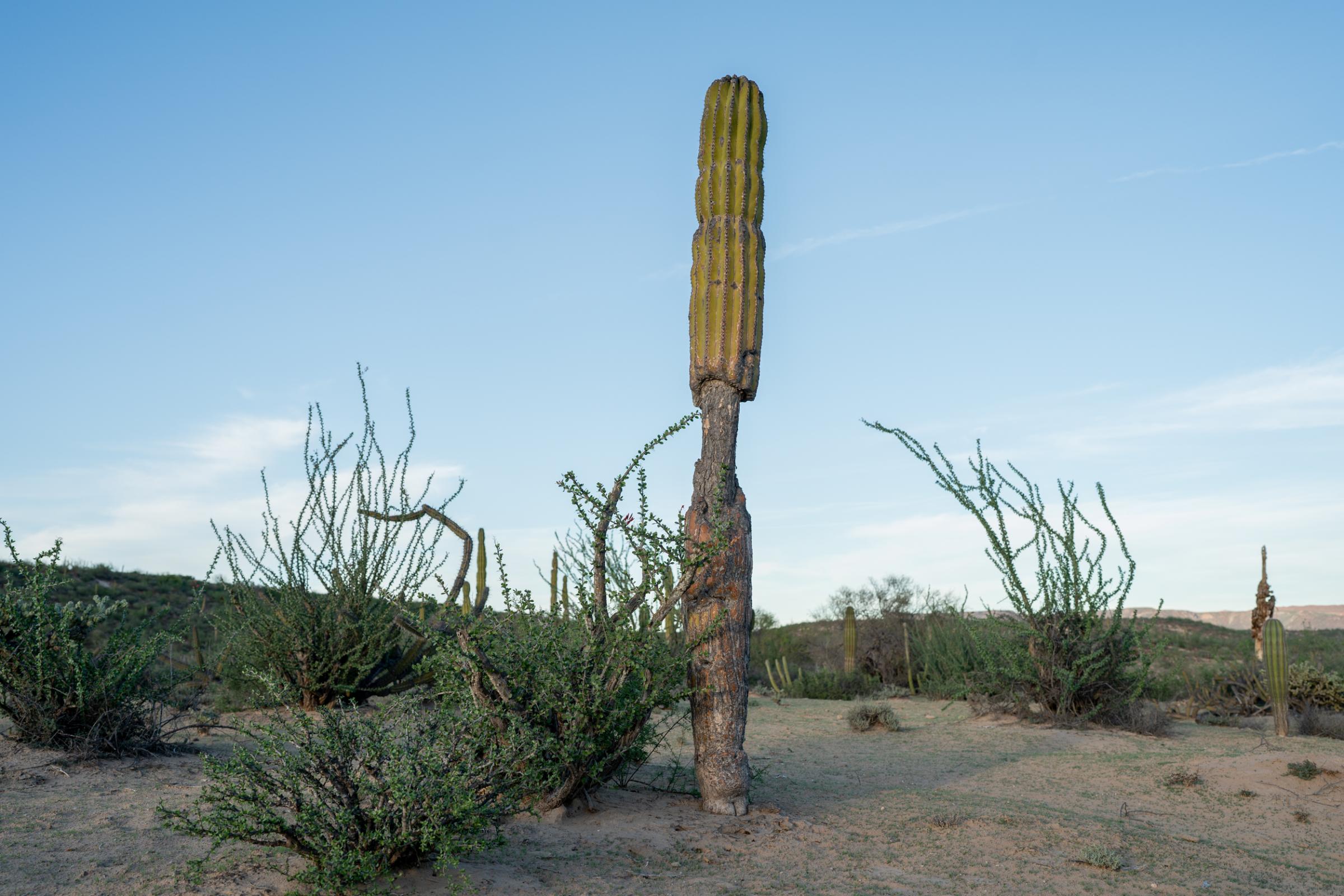 Wider project Until We Are Gone - Without the rain, there is almost no wild food left for...