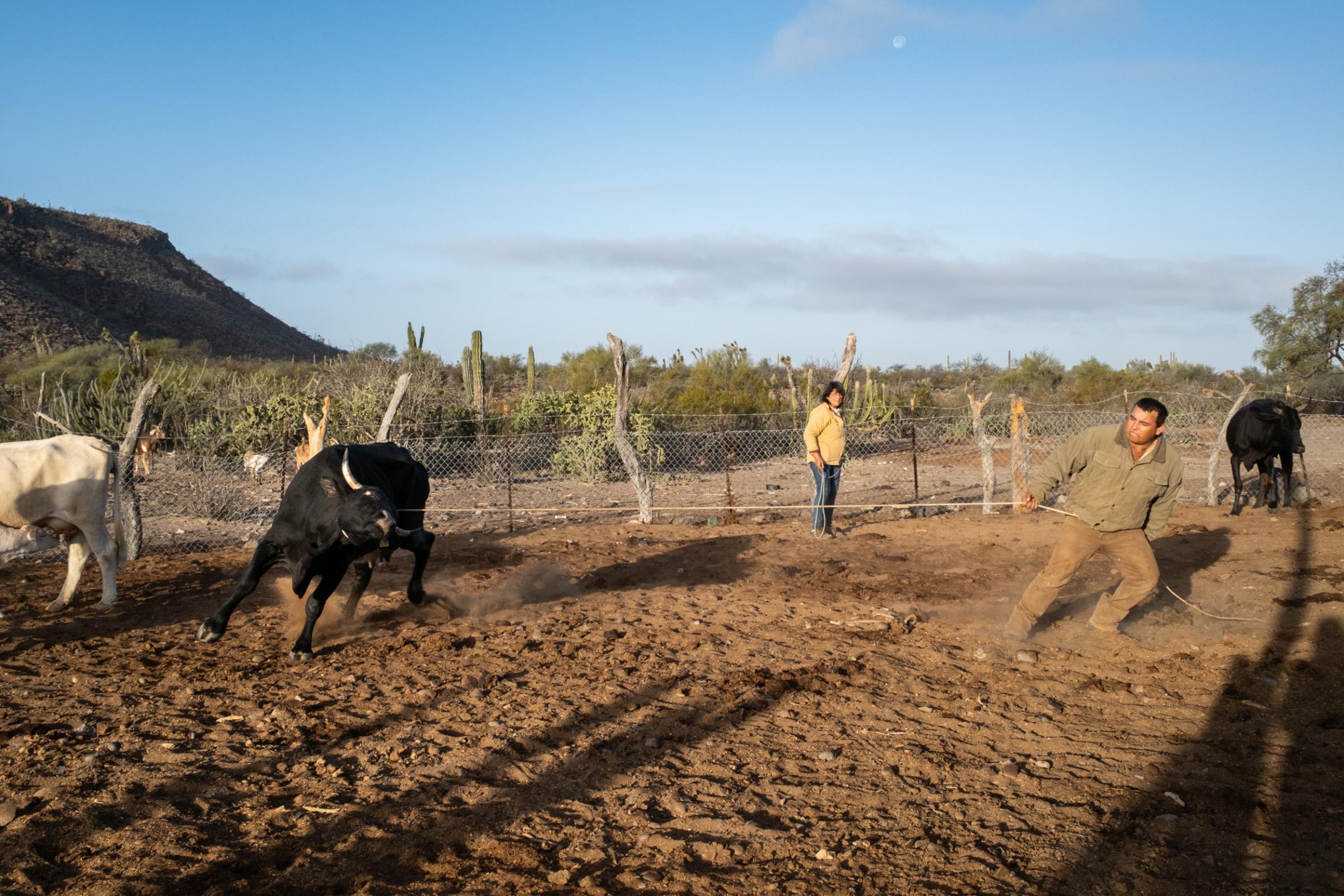 Wider project Until We Are Gone - Erick Rojas fights with a cow, for morning milking in...
