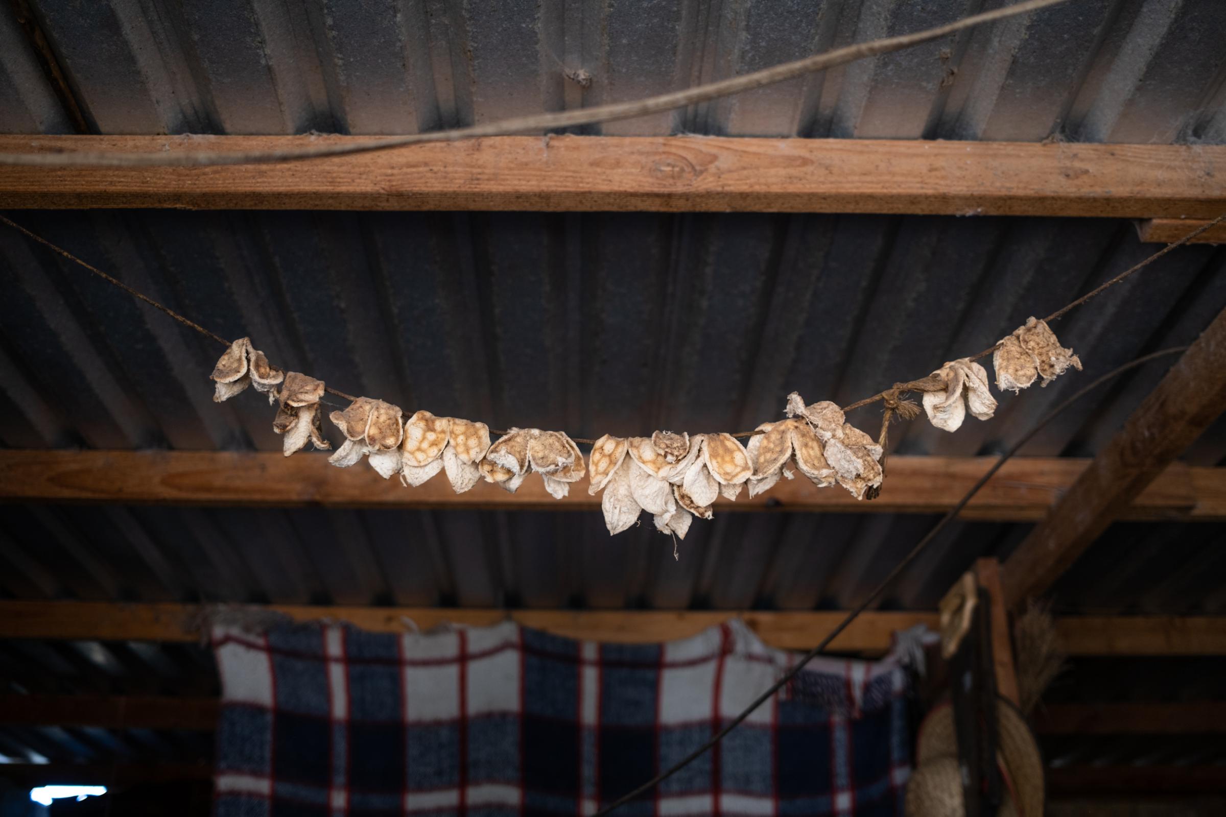 Wider project Until We Are Gone - Pig ears hang on a line at Chuy Rojas house in Rancho el...