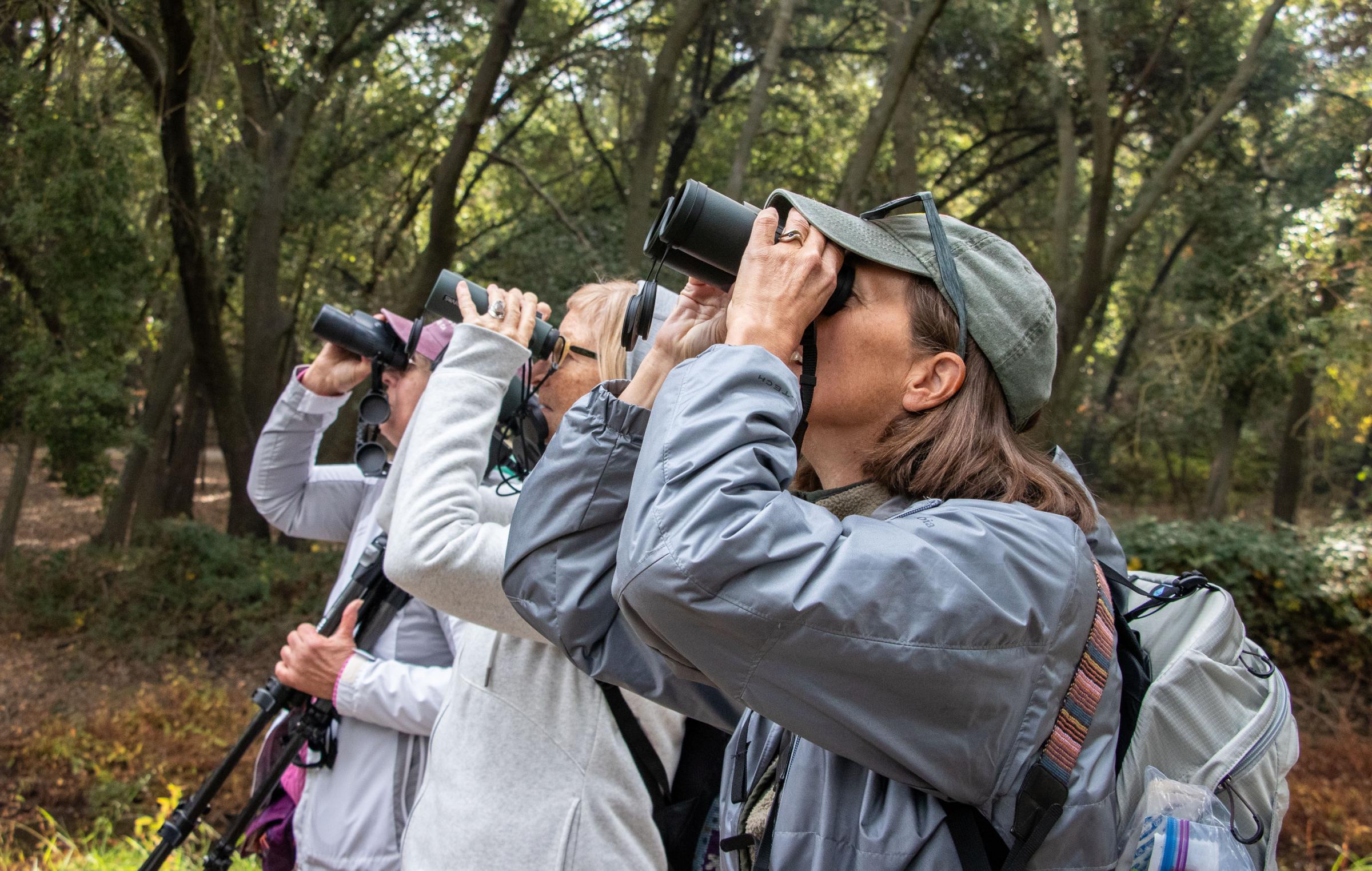 Birders - Birdwatchers look for a bird atop a tree at Lodi Lake in...