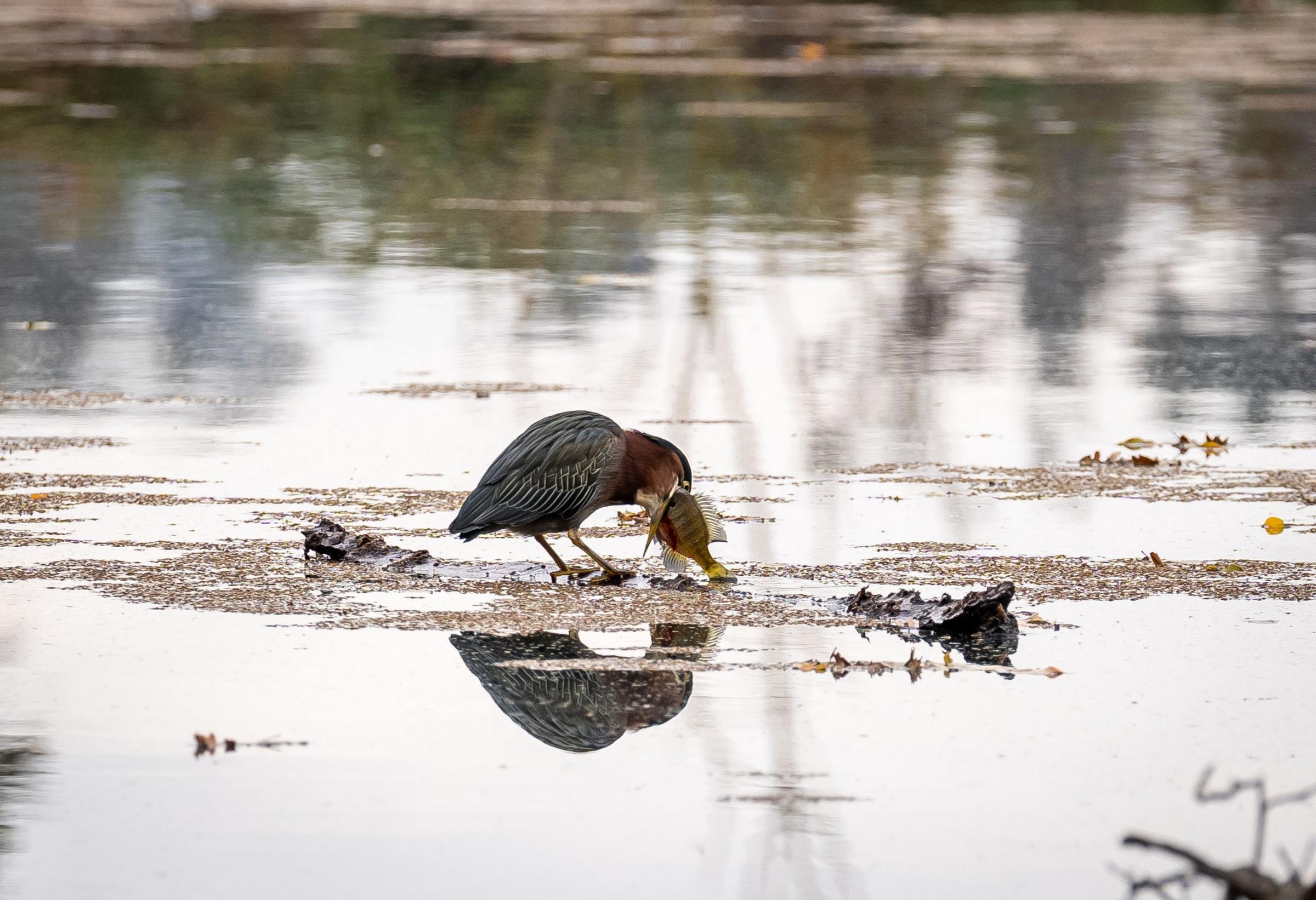 Birders - A Green Heron catches a fish at Lodi Lake in Lodi,...