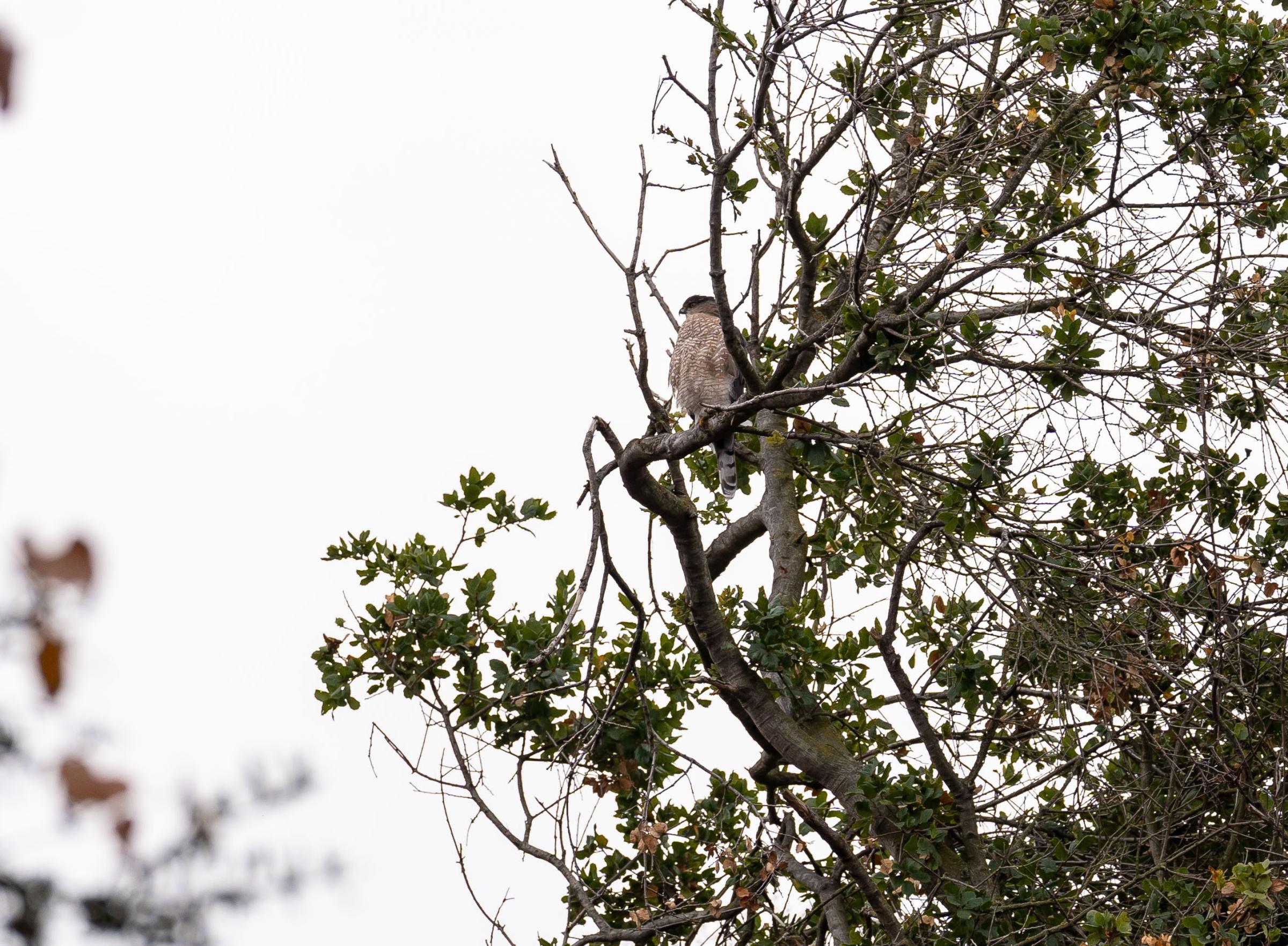 Birders - A Red-shouldered Hawk sits atop a tree on the nature...