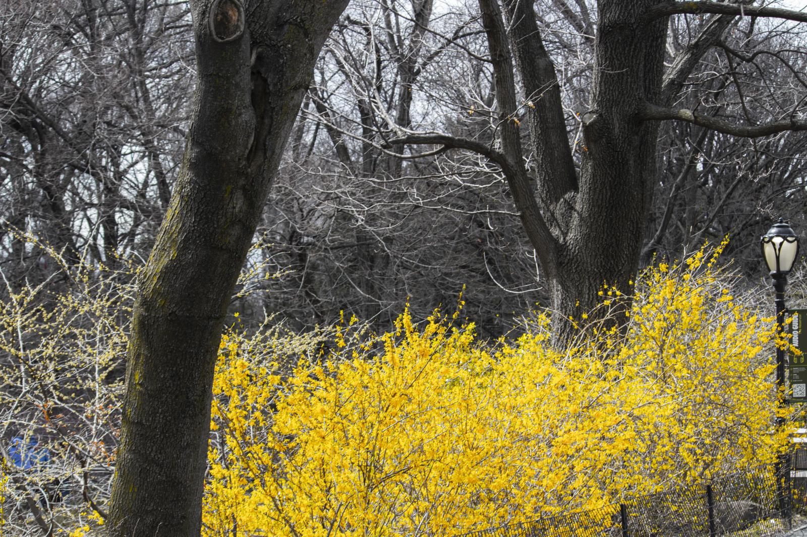 Early Spring in Central Park