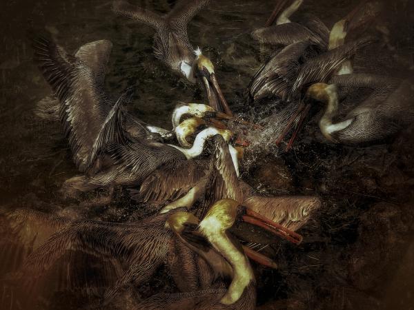 Pelican Fury | Buy this image