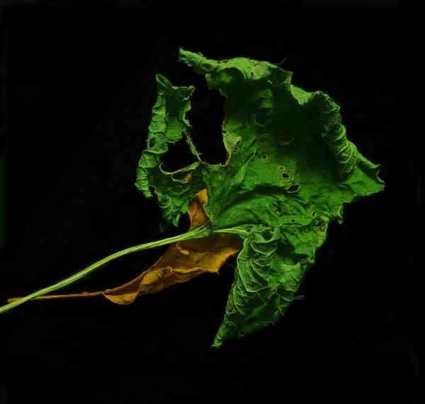 Green Leaf | Buy this image