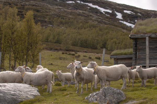 (BE)Longing - Domestic Sheep in the Wild Alvdal Norway