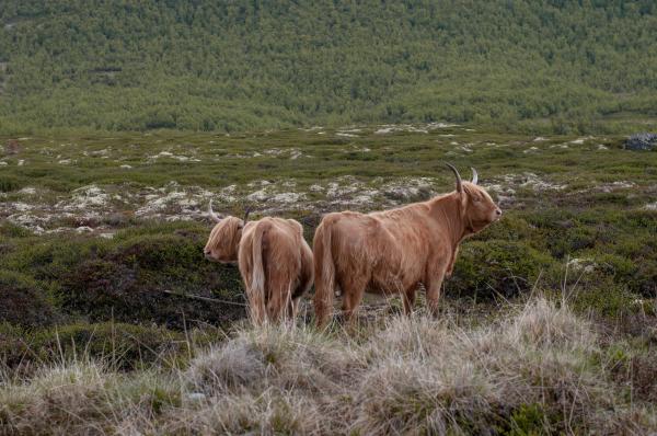(BE)Longing - Domestic Cattle in the Wild Alvdal Norway