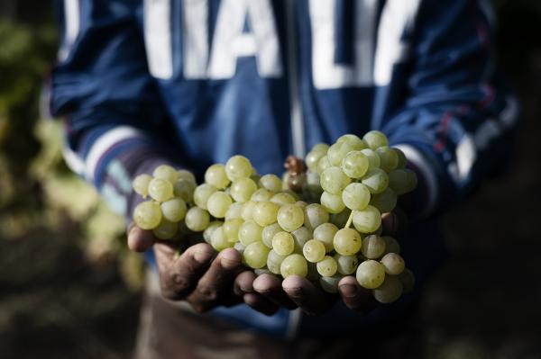In an Italian wine region, question marks over quarantine