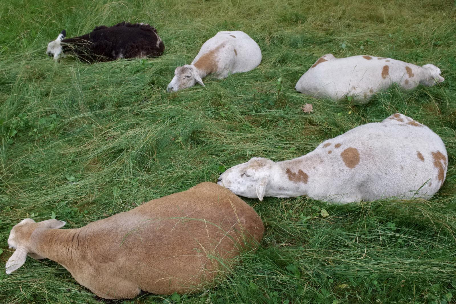 Katahdin Sheep by Ellen Kok