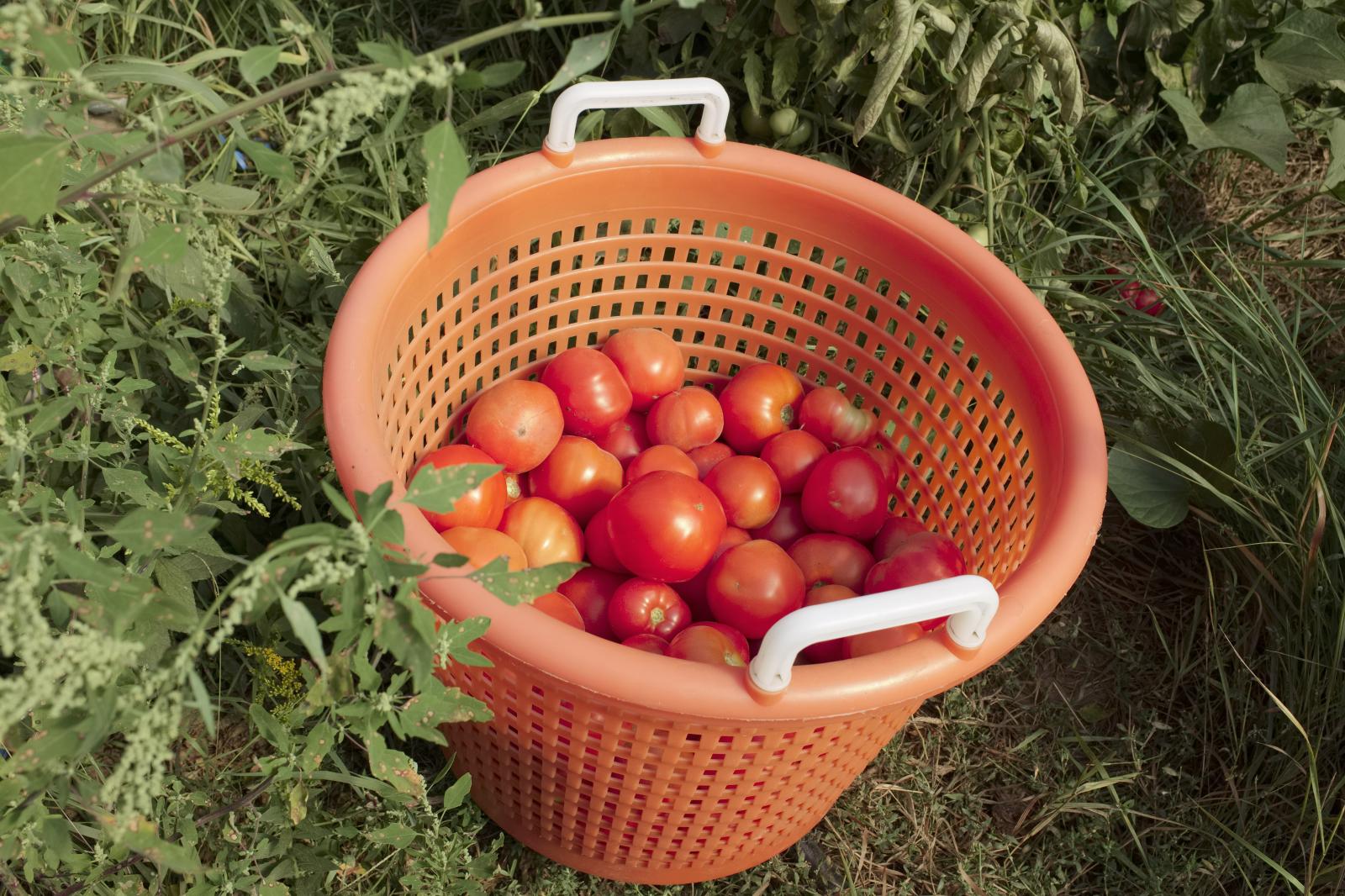 Tomatoes