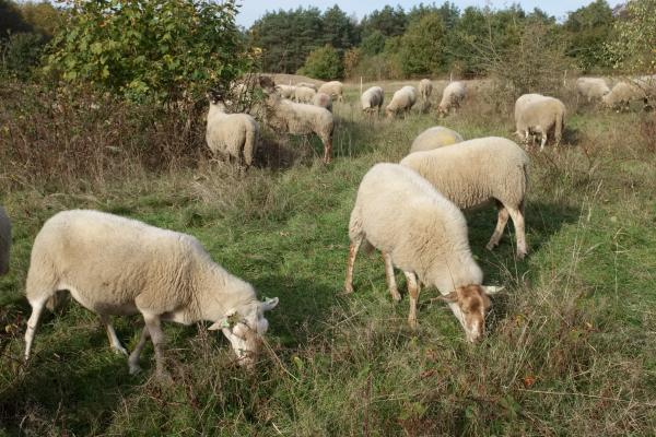 Forest Management With Grazing Sheep | Buy this image