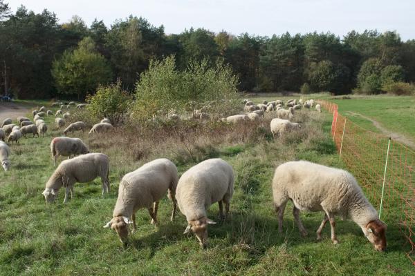 Forest Management With Grazing Sheep | Buy this image