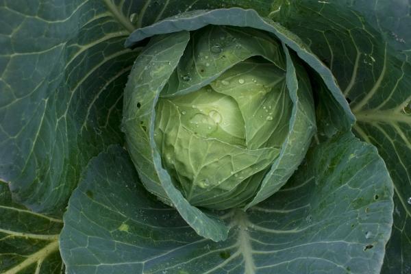 Cabbage | Buy this image