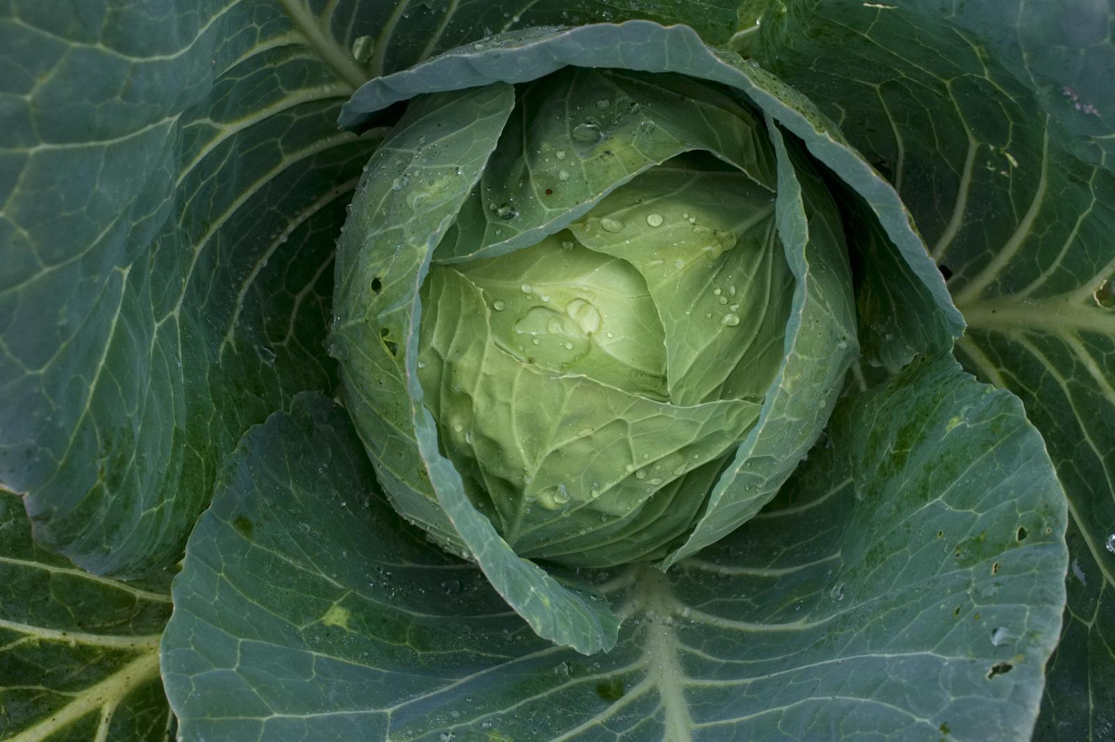 Cabbage