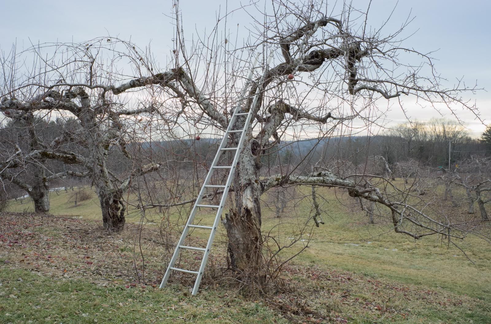 Apple Orchard