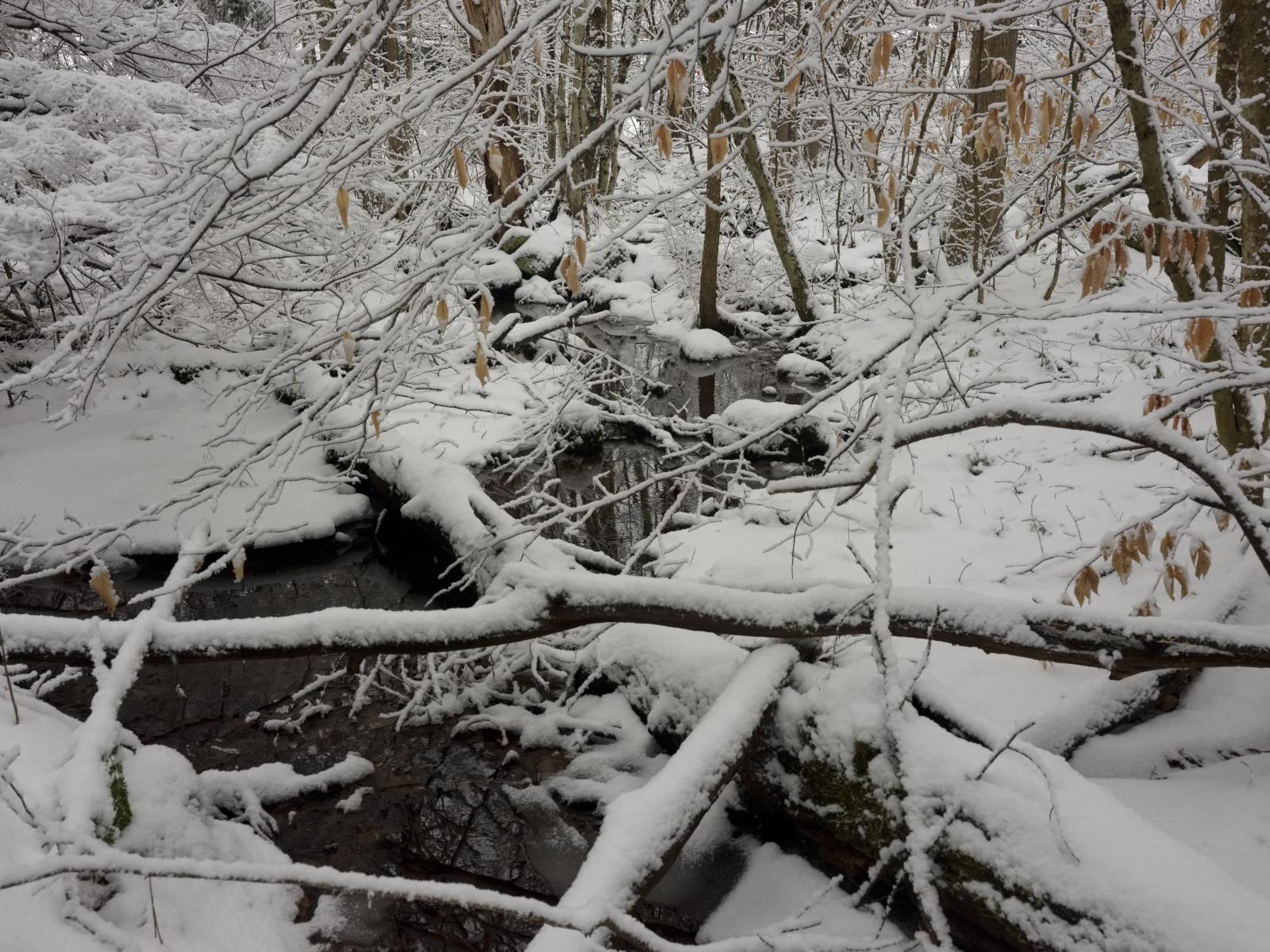 Winter