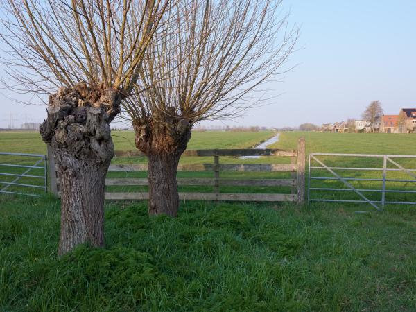 Pollard Willows | Buy this image