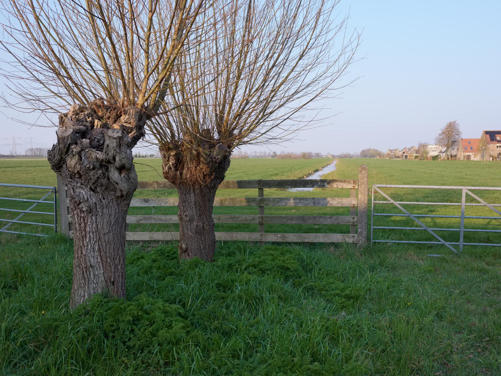 Pollard Willows