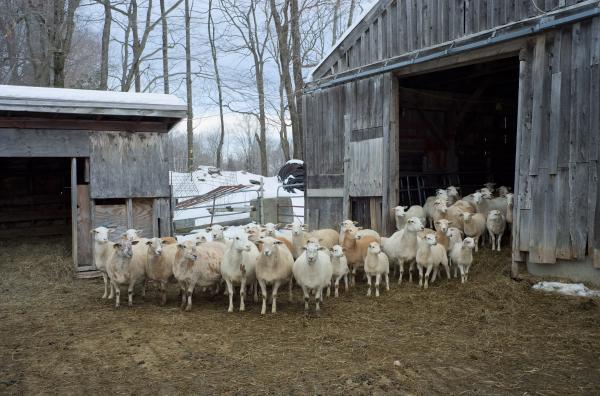 Sheep and Lambs | Buy this image