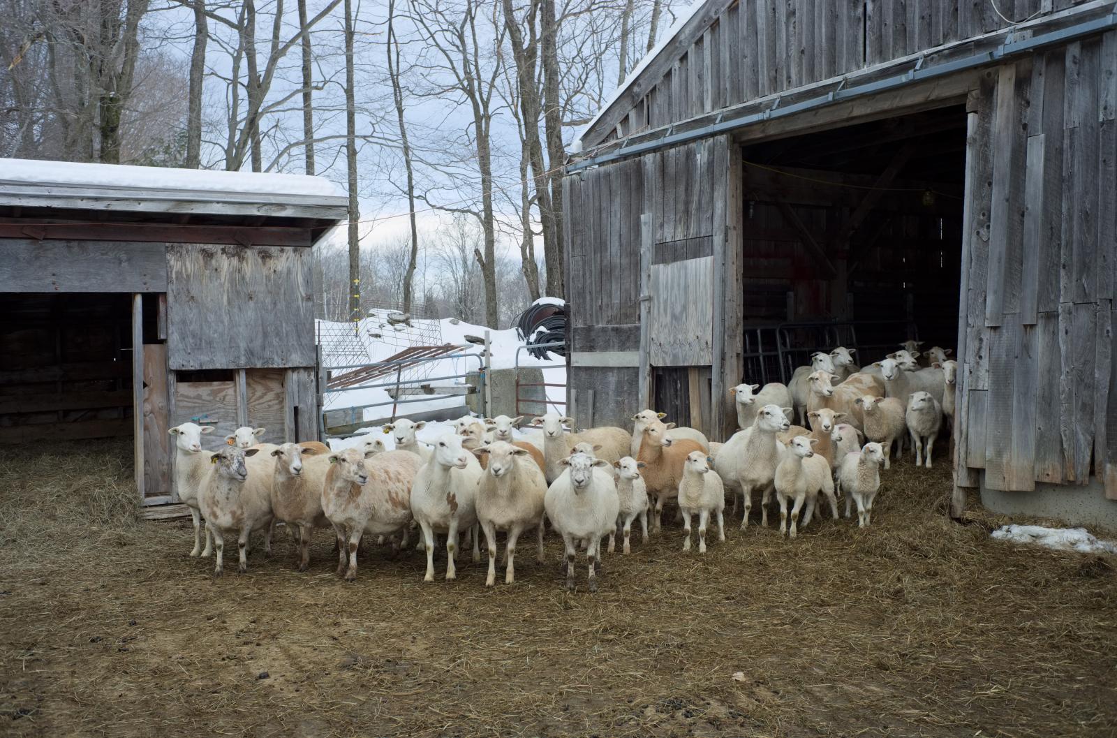 Sheep and Lambs