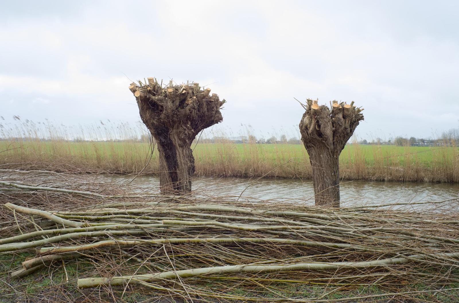 Pollard Willows