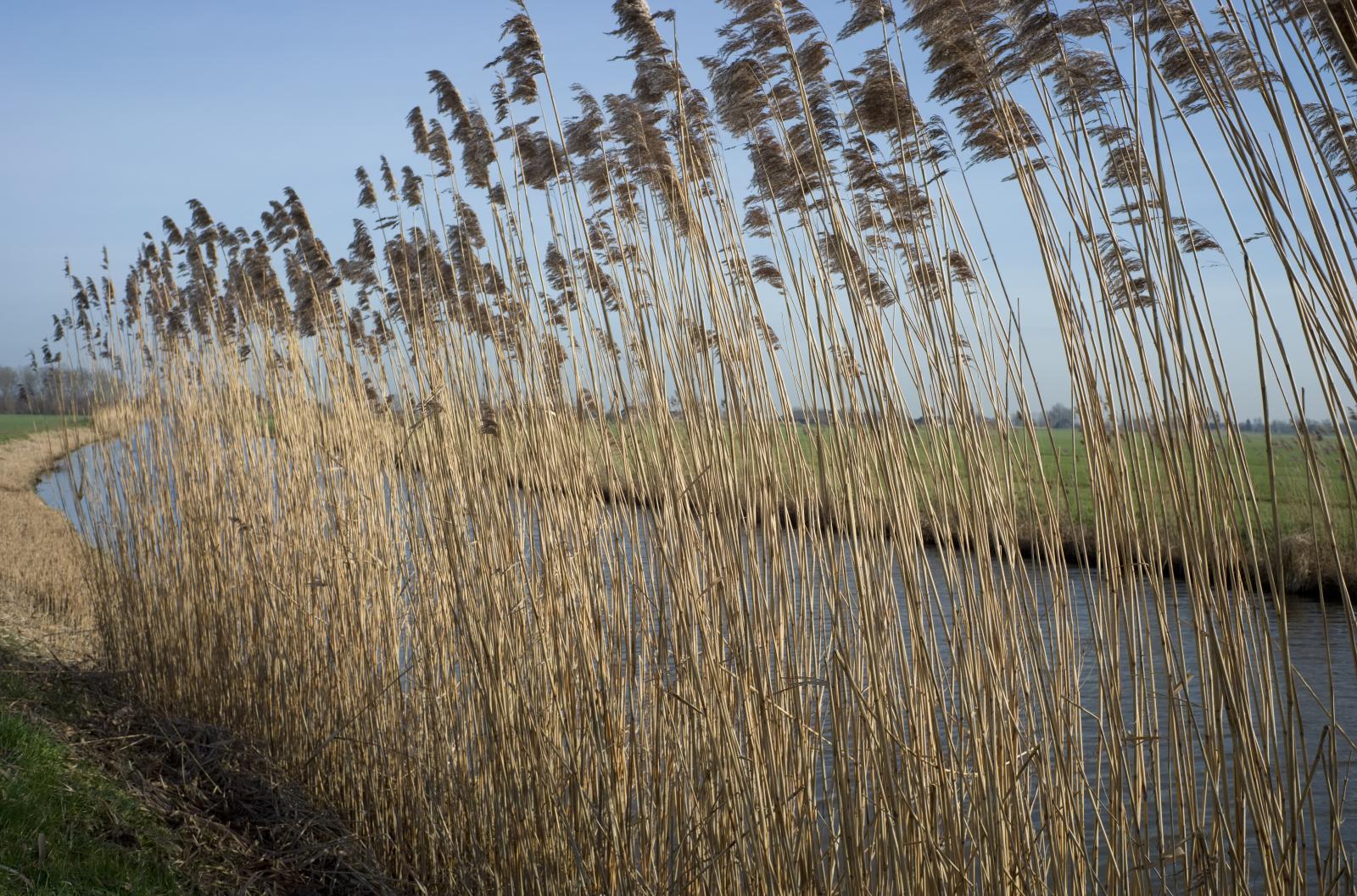 Dutch Polder