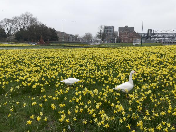 Geese and Daffodils | Buy this image