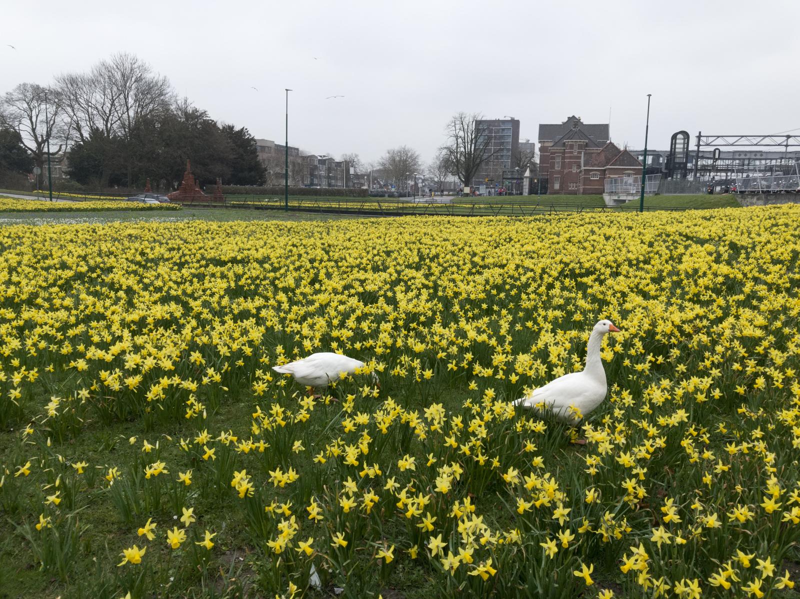 Geese and Daffodils