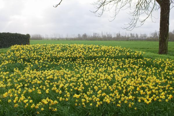 Daffodils | Buy this image