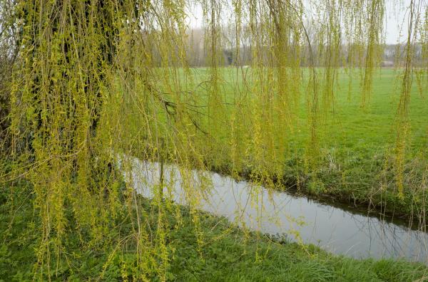 Weeping Willow | Buy this image