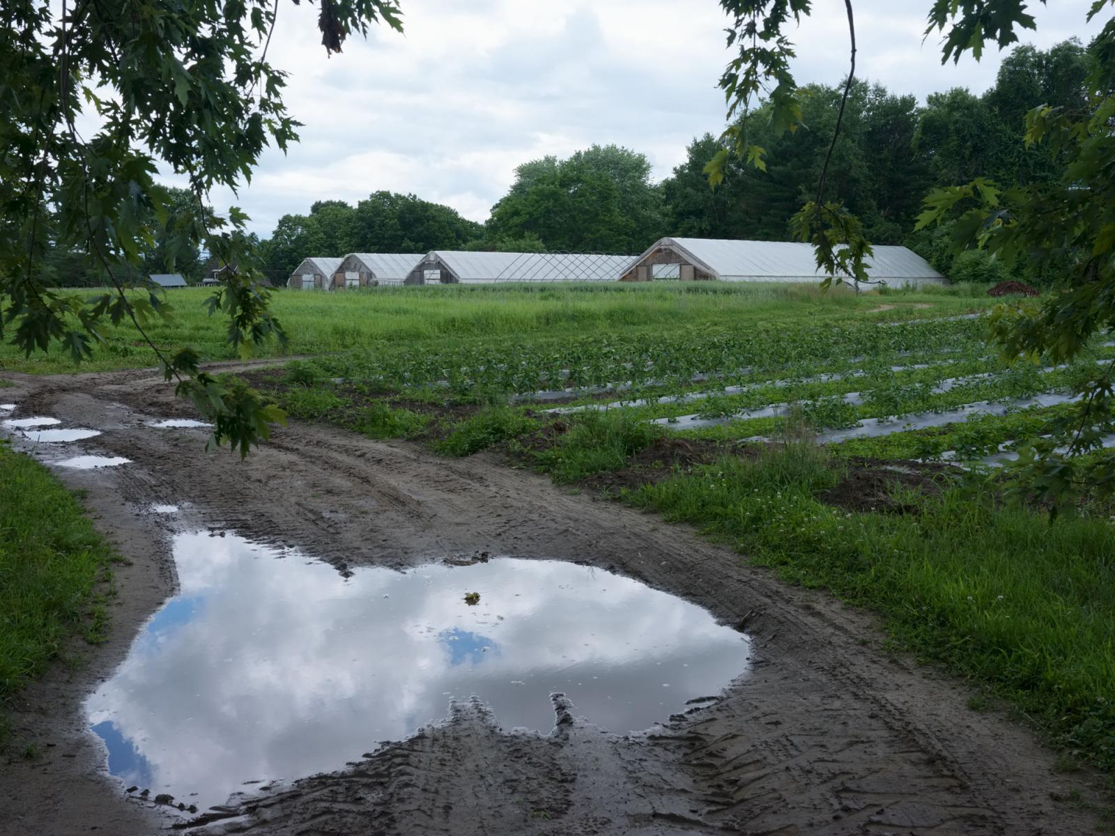 Farming for the Neighbors - Abenaki Springs Farm after a rainy day.  Walpole, New Hampshire, USA. July 2022