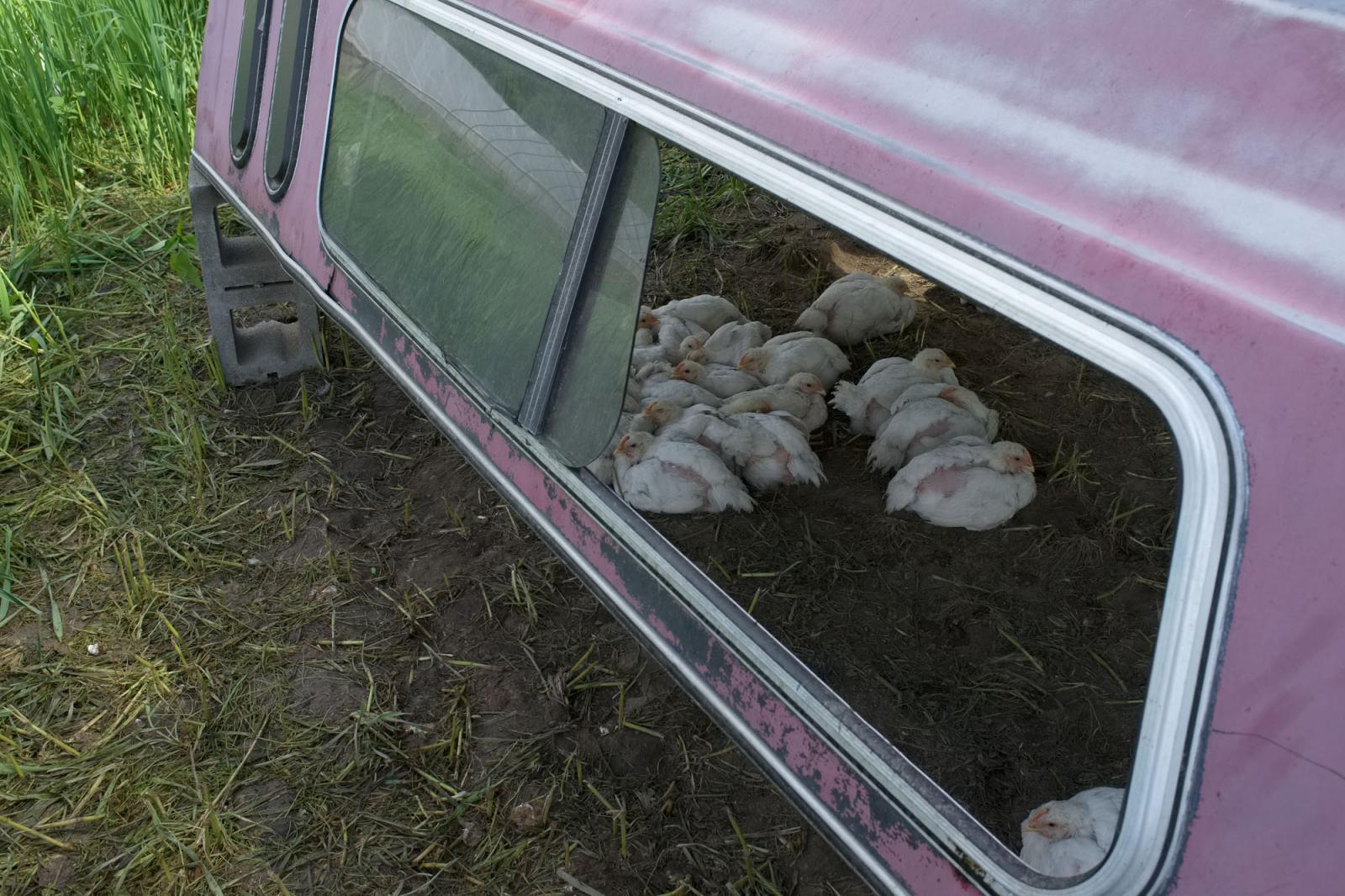Farming for the Neighbors - Broiler chickens kept on pasture find shade under an old pickup truck roof. Abenaki Springs Farm...