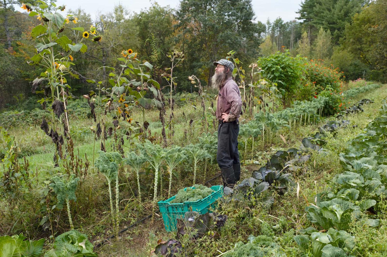Farming for the Neighbors - Farmer Frank harvests kale.  Westmoreland, New Hampshire, USA. September 2021.
