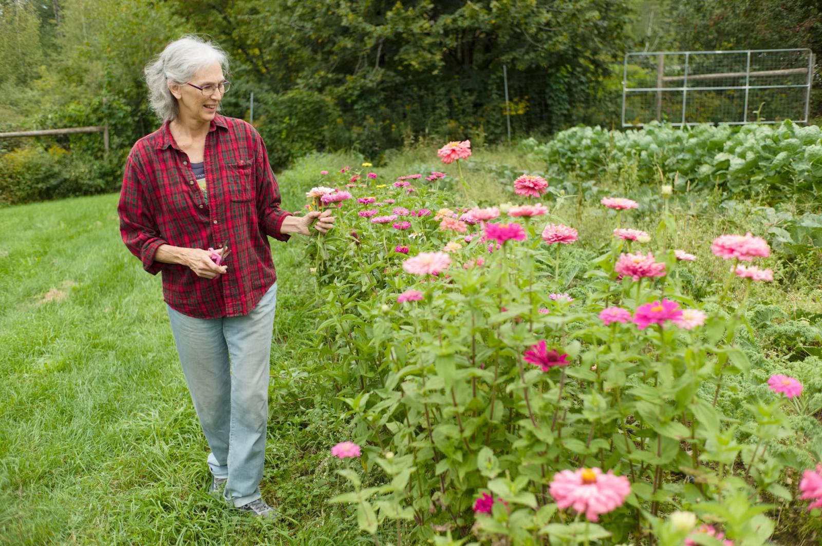 Farming for the Neighbors - Marjorie, who lives in the nearby town of Keene, picks flowers on Hillside Springs Farm. This is...